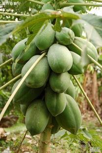 半夏吃瓜最新爆料图片,最新爆料图片揭秘瓜界风云 第2张 半夏吃瓜最新爆料图片,最新爆料图片揭秘瓜界风云 第2张